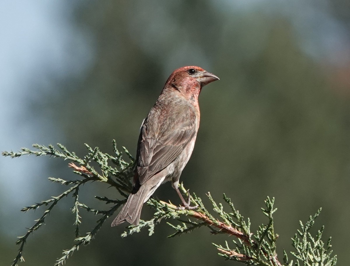 Purple Finch - ML593365481