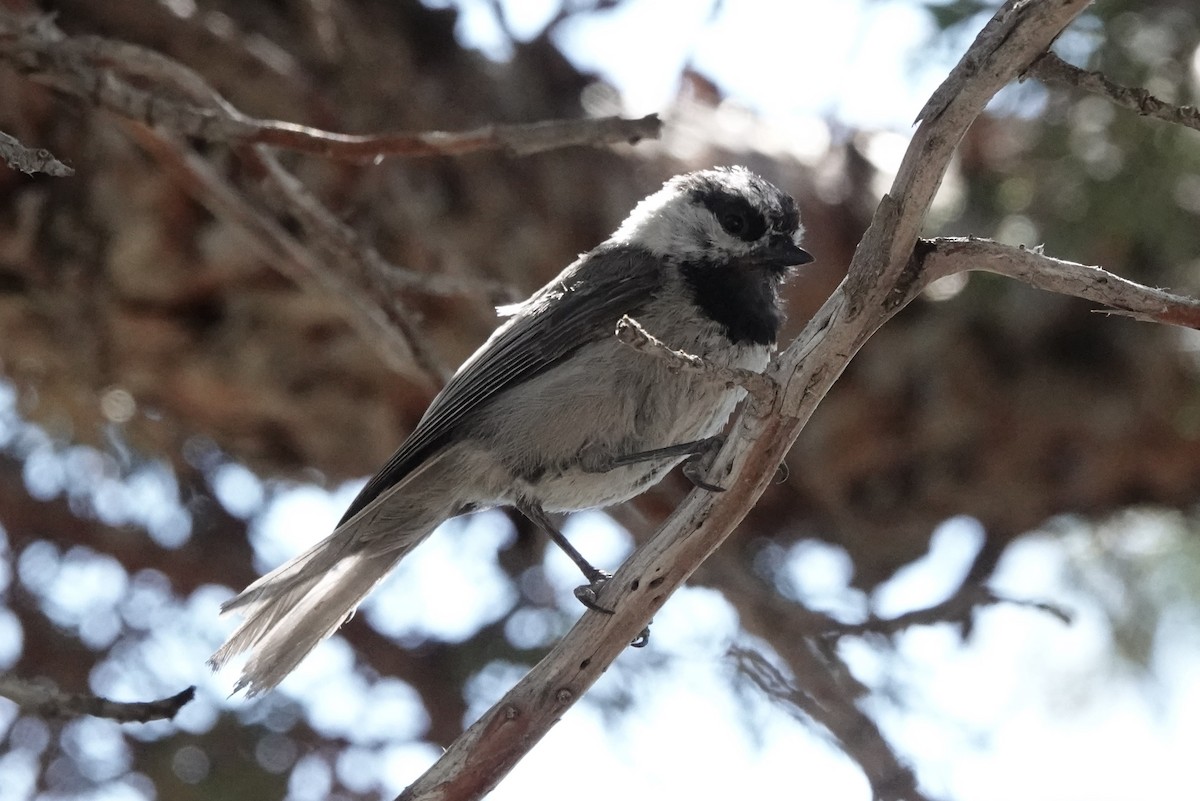 Mountain Chickadee - ML593365501
