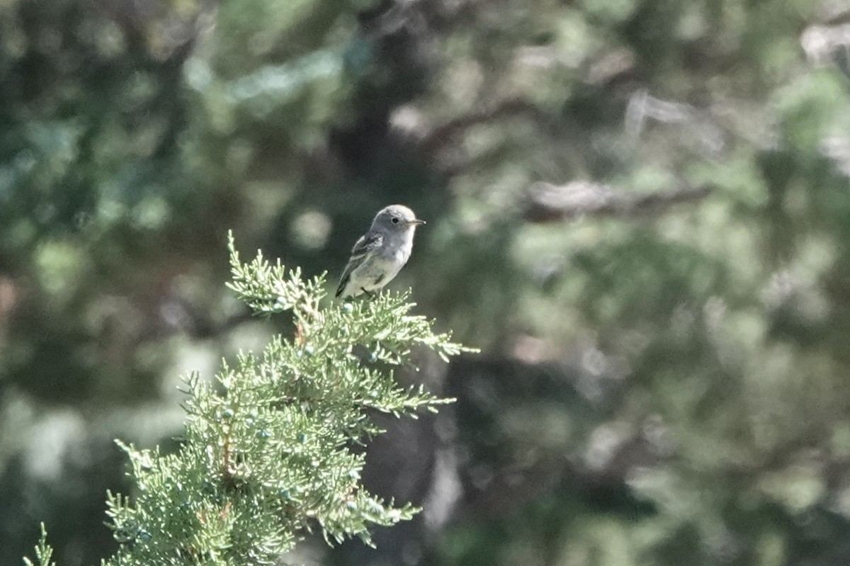 Gray Flycatcher - ML593365521