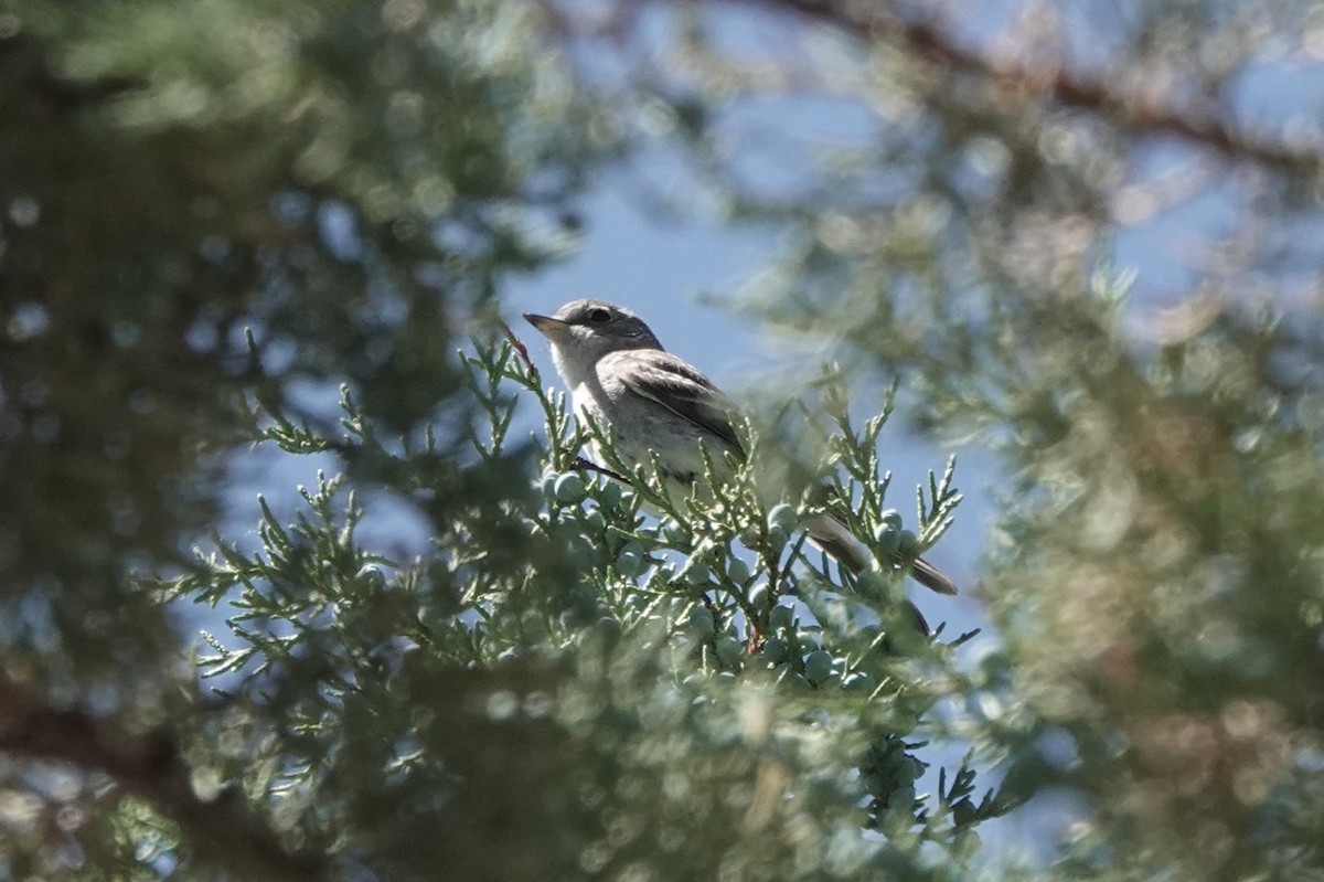 Gray Flycatcher - ML593365531