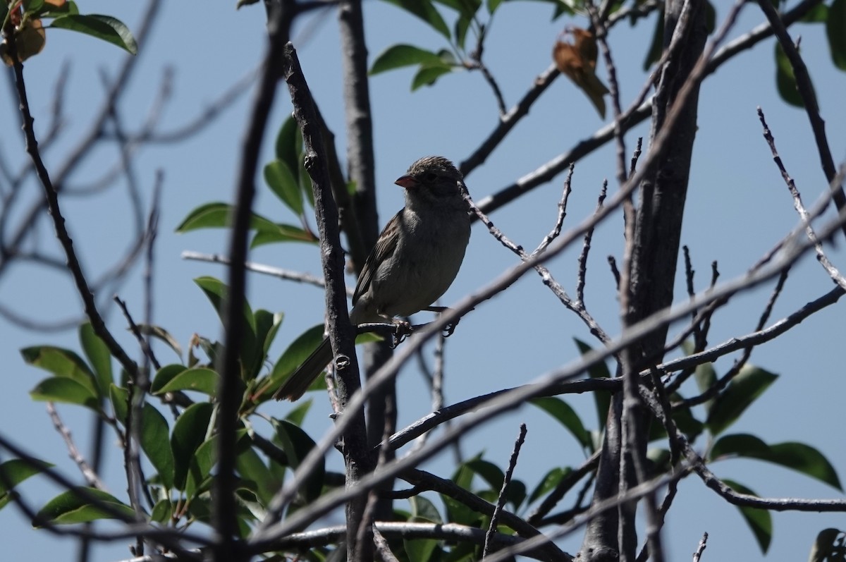 Brewer's Sparrow - ML593365551