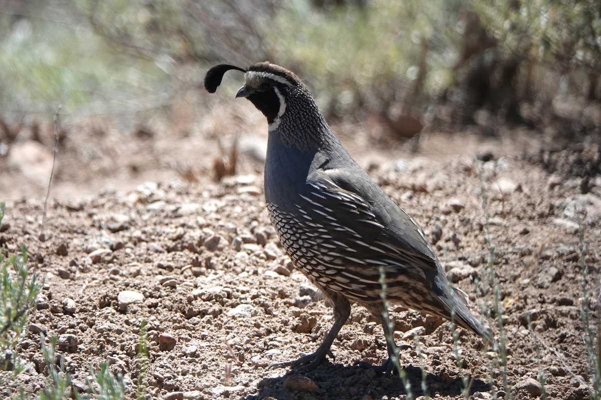 California Quail - ML593365561