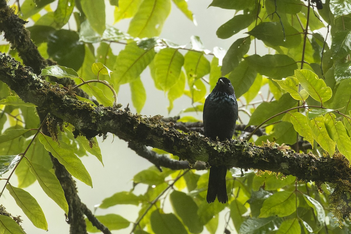 Sumatran Drongo - Dana Cameron