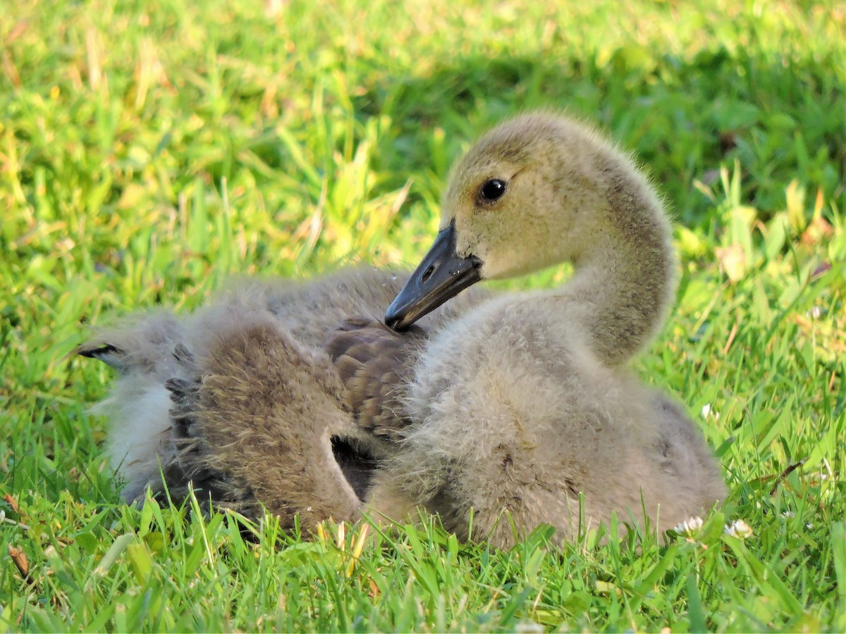 Canada Goose - ML59336681