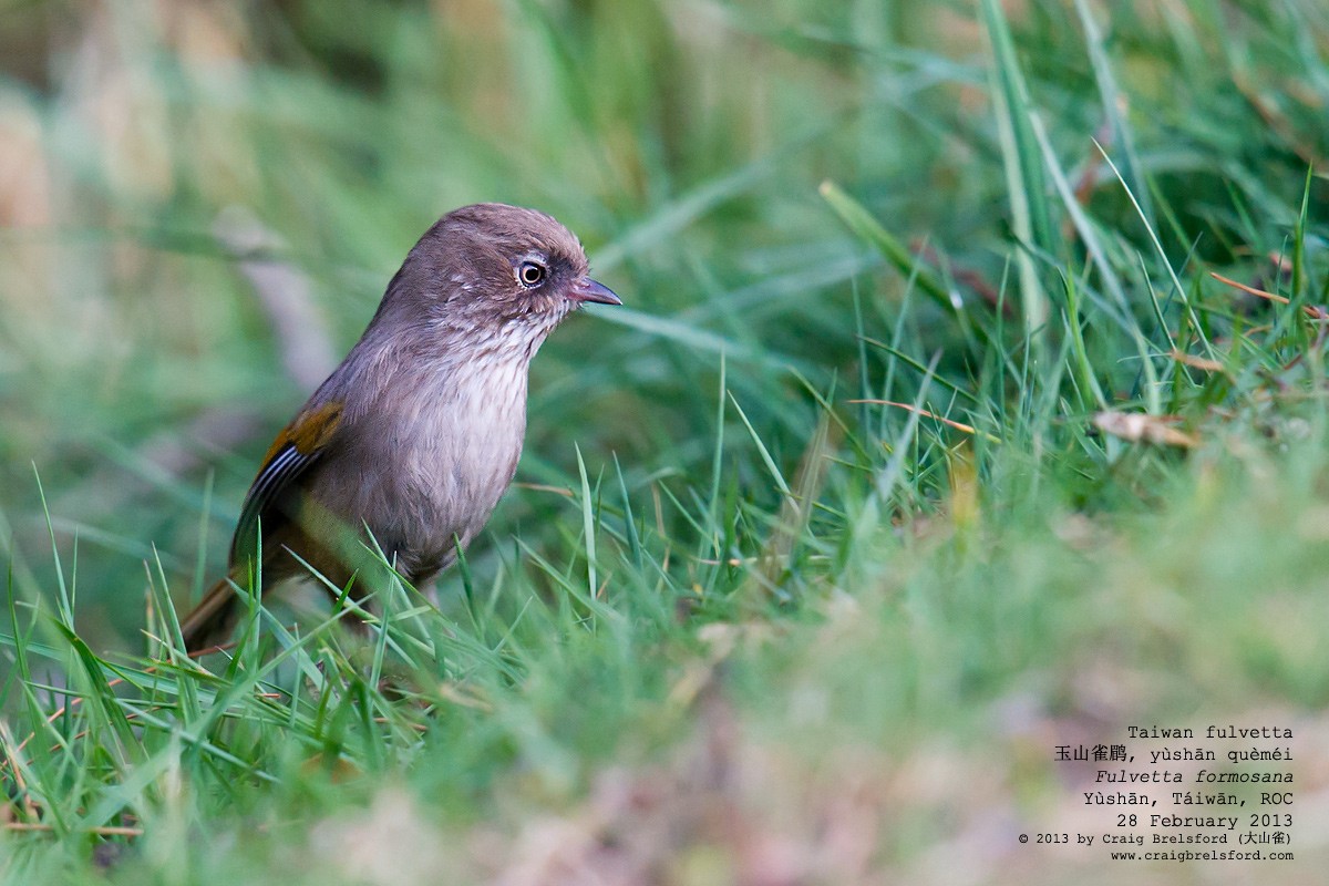 Taiwan Fulvetta - ML59336701