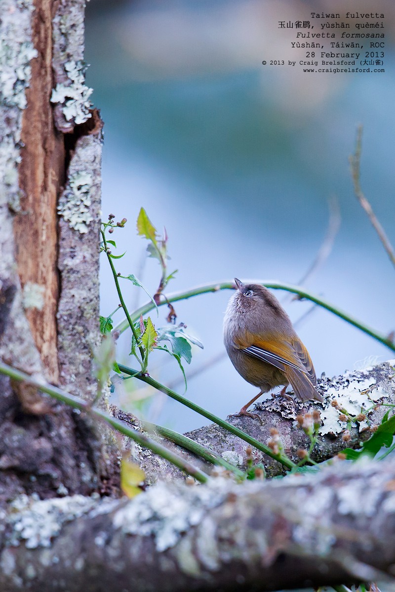 Taiwan Fulvetta - ML59336711
