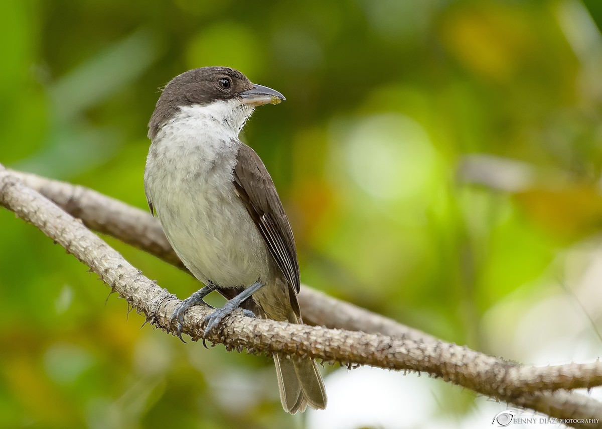 Puerto Rican Tanager - ML59336721