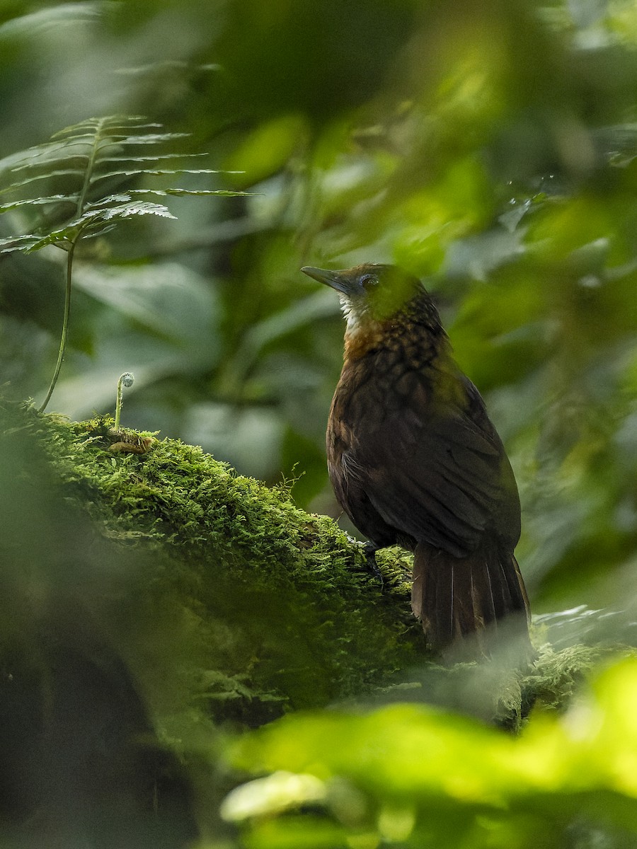 Rusty-breasted Wren-Babbler - Dana Cameron