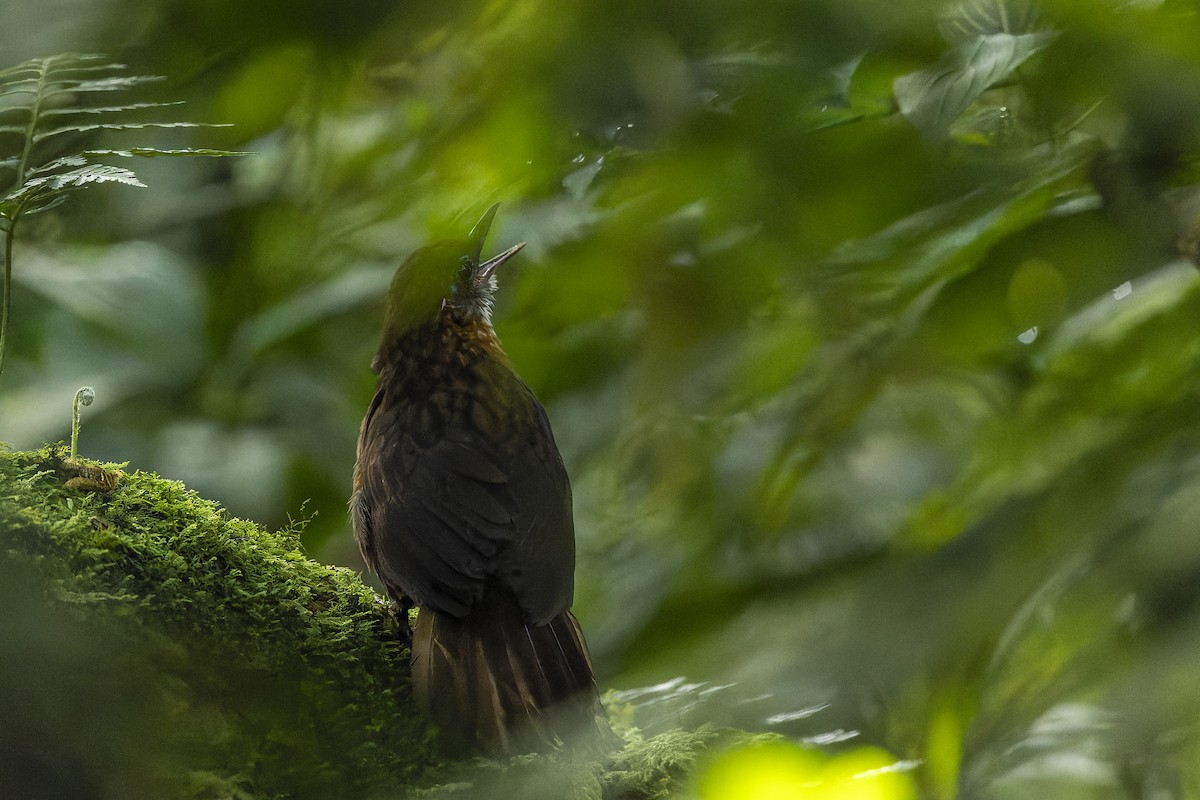 Rusty-breasted Wren-Babbler - ML593367271