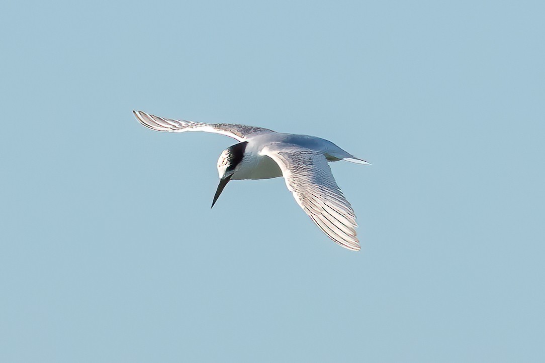 Australian Fairy Tern - ML593369001