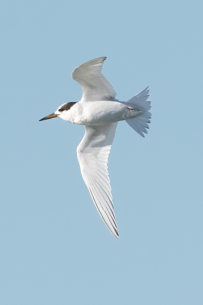 Australian Fairy Tern - ML593369011