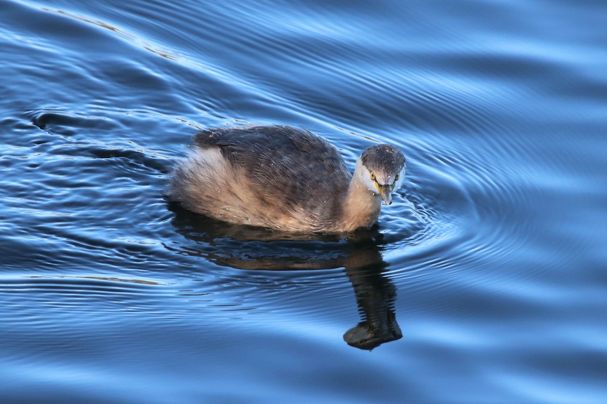 Australasian Grebe - Lesley Morris