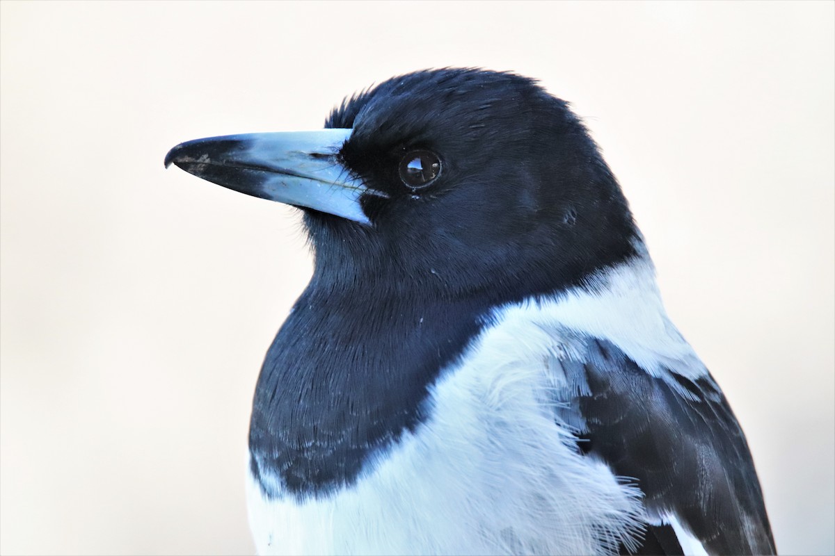 Pied Butcherbird - ML593370331