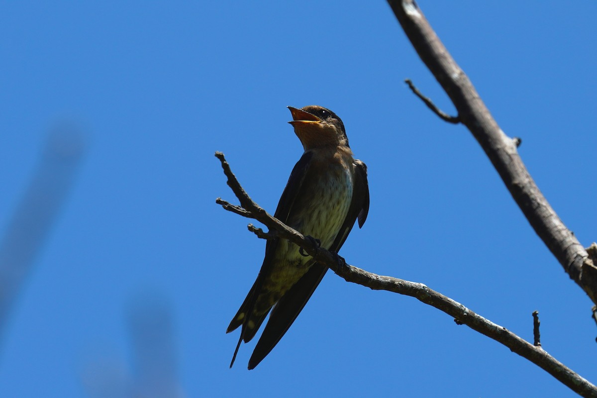 Pacific Swallow - ML593370501