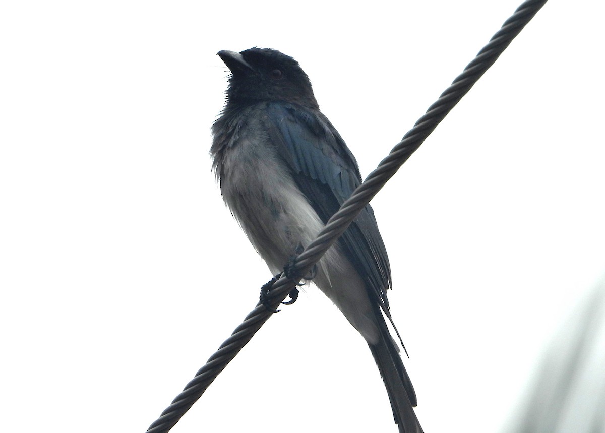 White-bellied Drongo - ML593370591