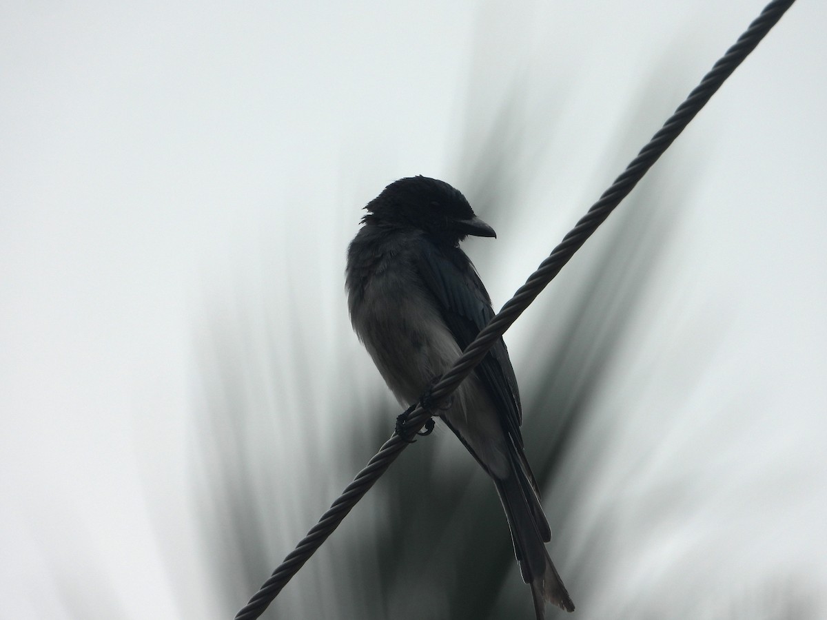 White-bellied Drongo - ML593370601