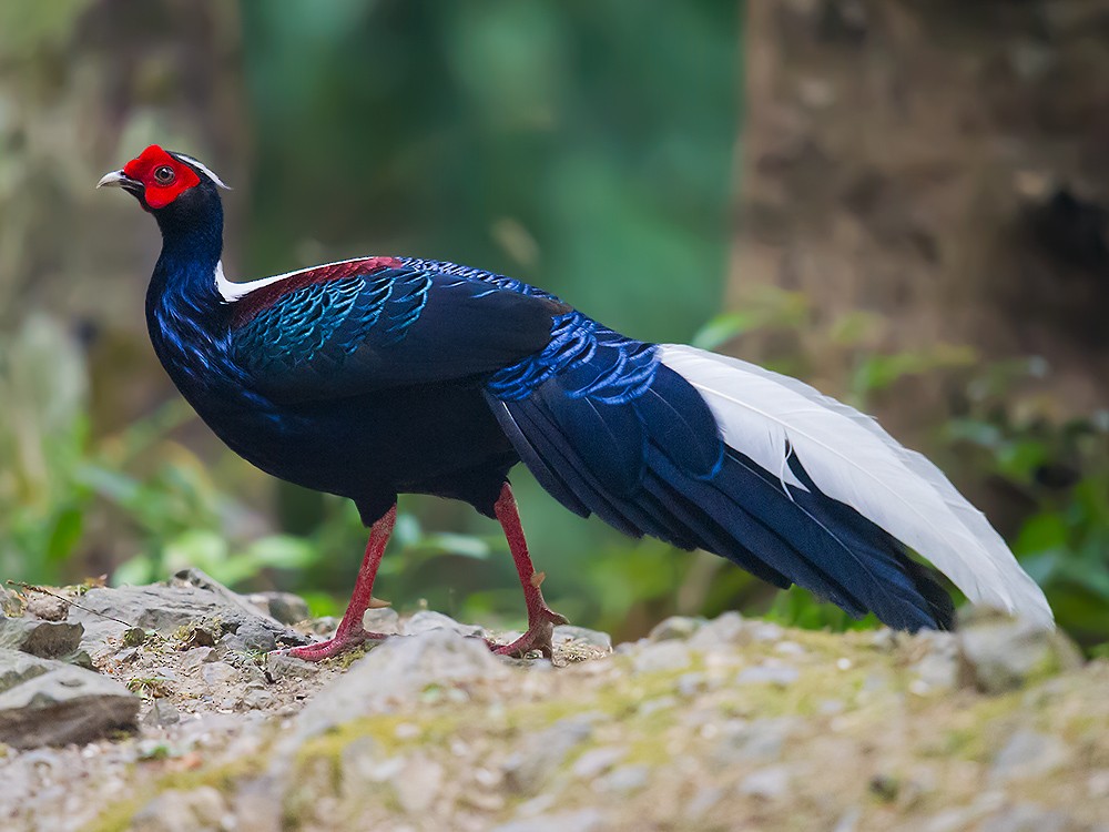Swinhoe's Pheasant - Craig Brelsford
