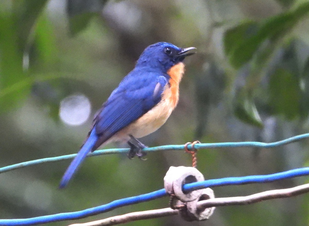 Tickell's Blue Flycatcher - ML593370681