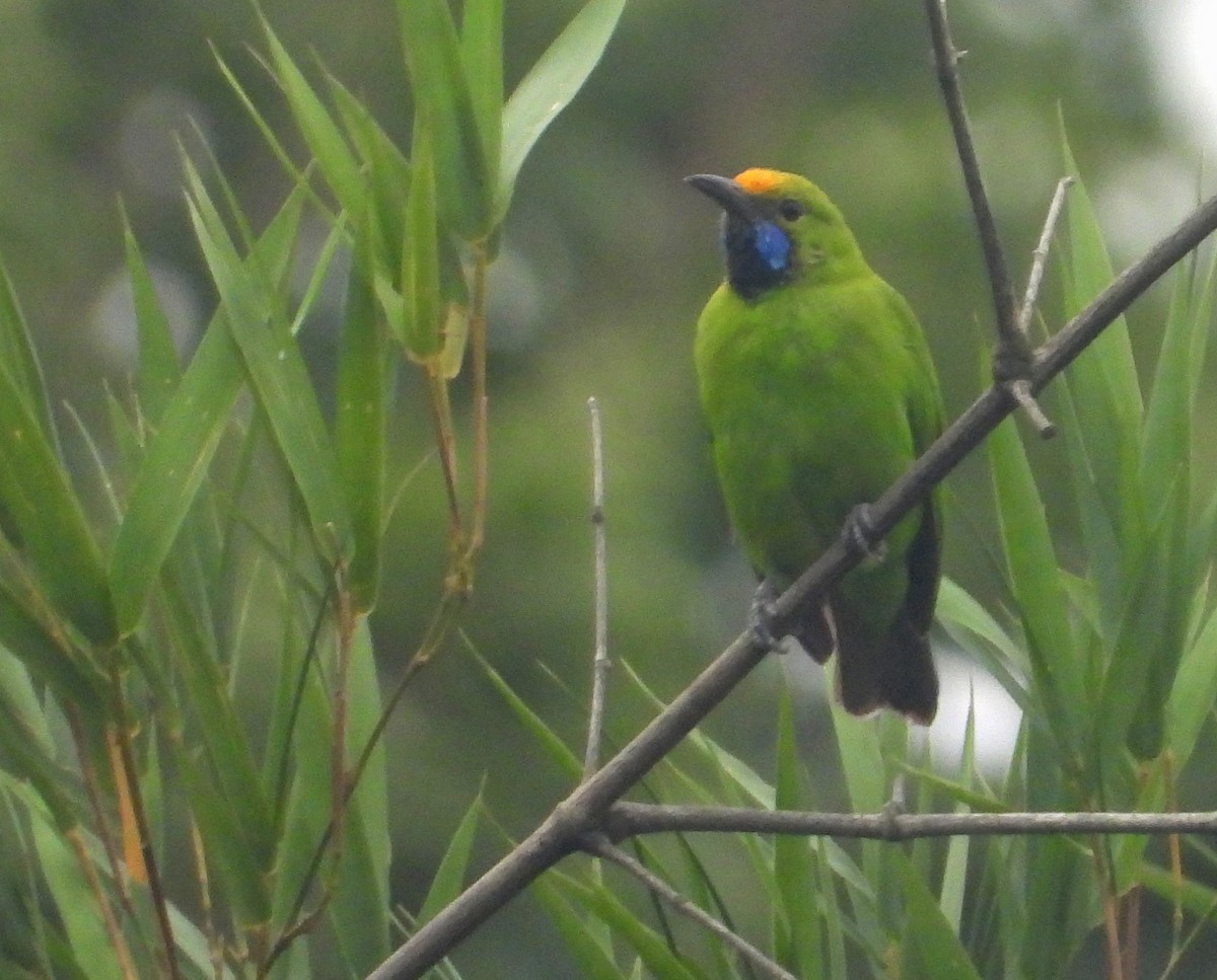 Golden-fronted Leafbird - ML593370721