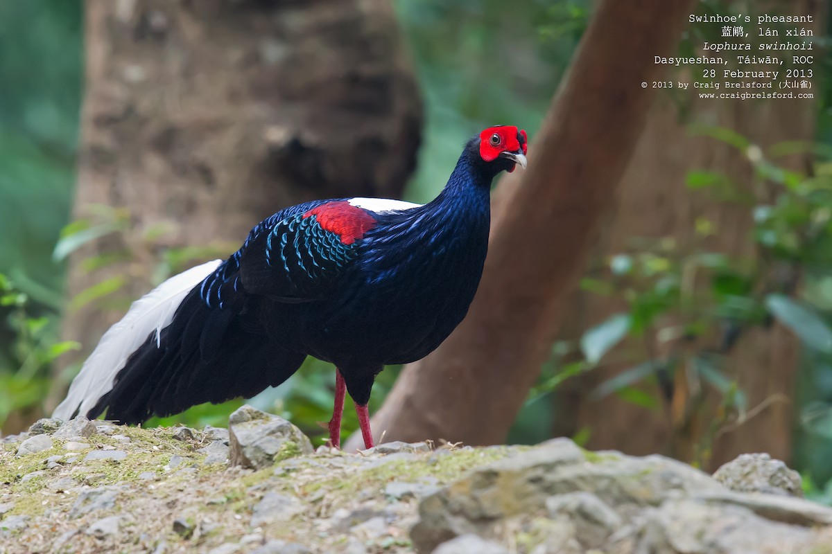 Swinhoe's Pheasant - ML59337111