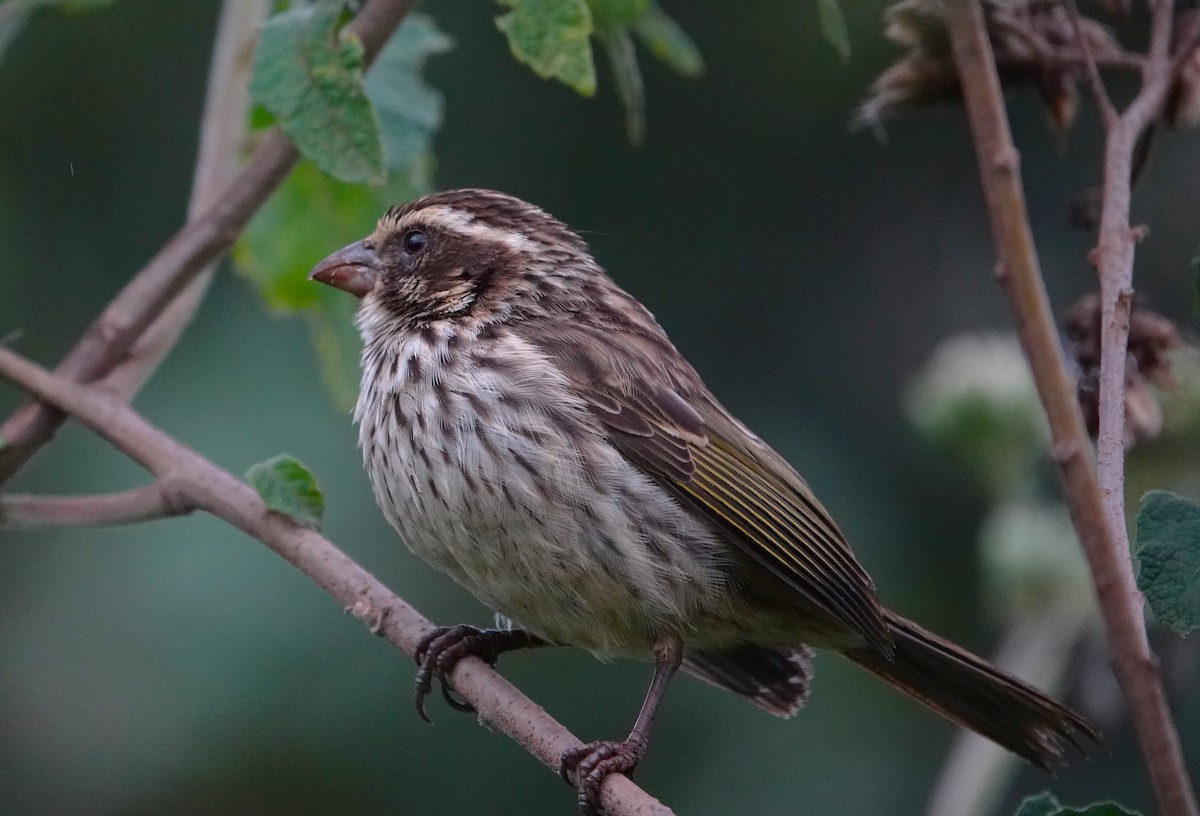 Serin strié - ML593372391