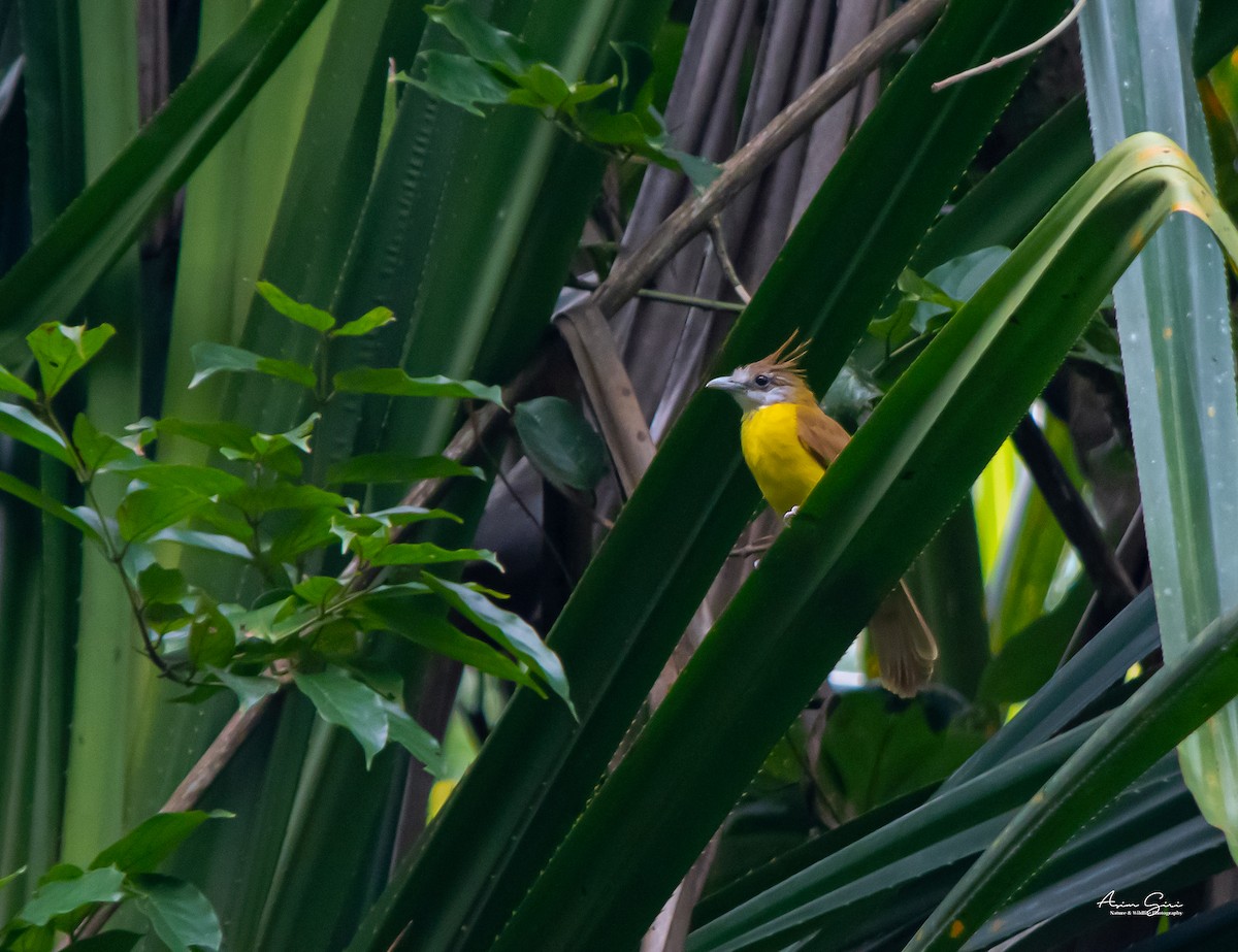 White-throated Bulbul - ML593373581