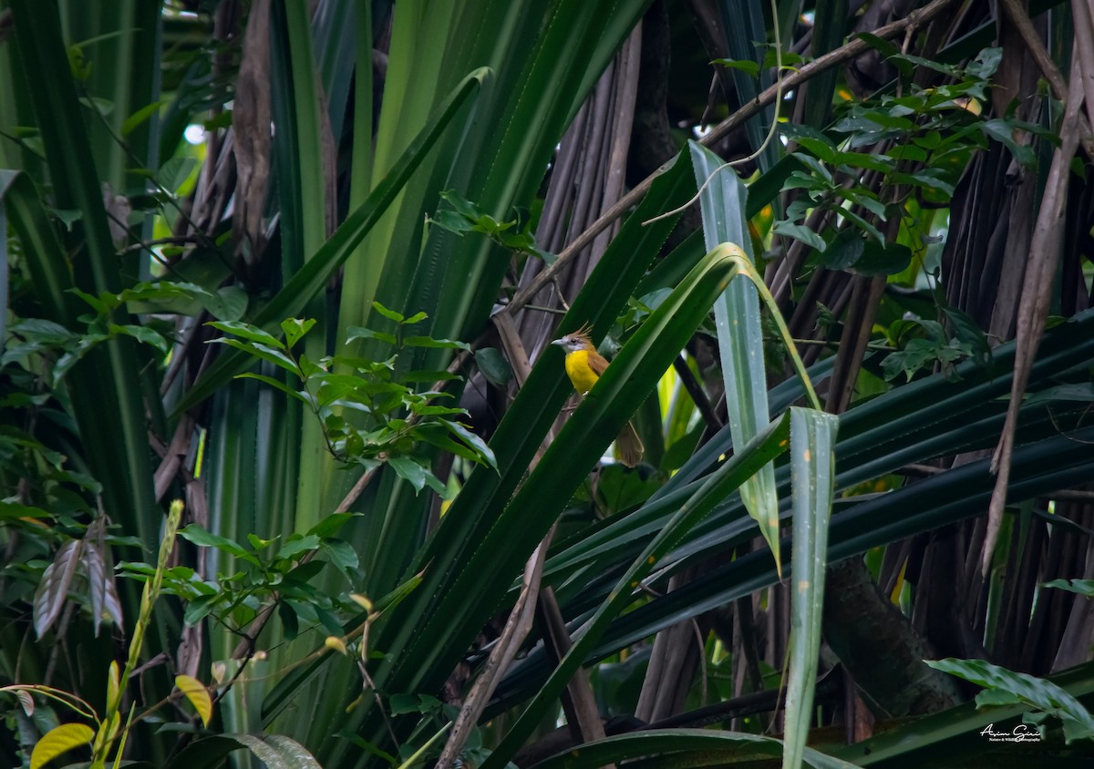 White-throated Bulbul - ML593373591