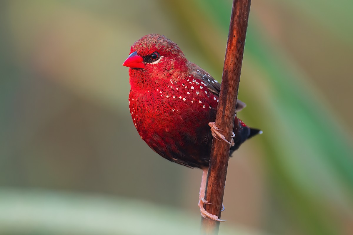 Bengali rouge - ML593374001