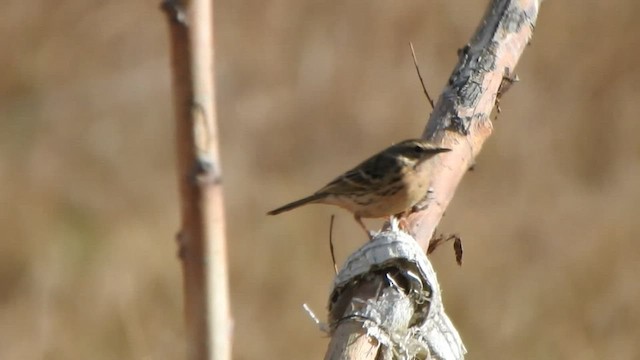 pipit sp. - ML593374091