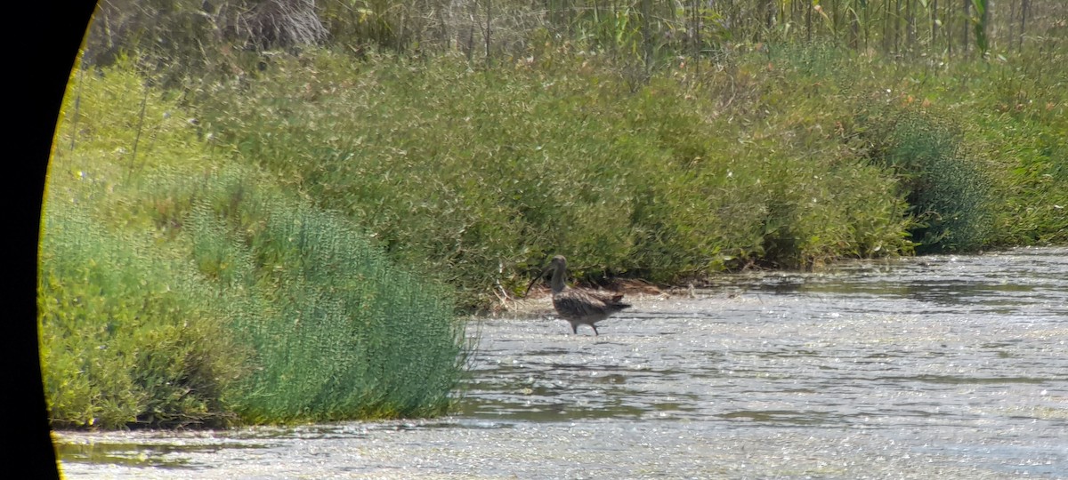 Eurasian Curlew - Dragan Simic