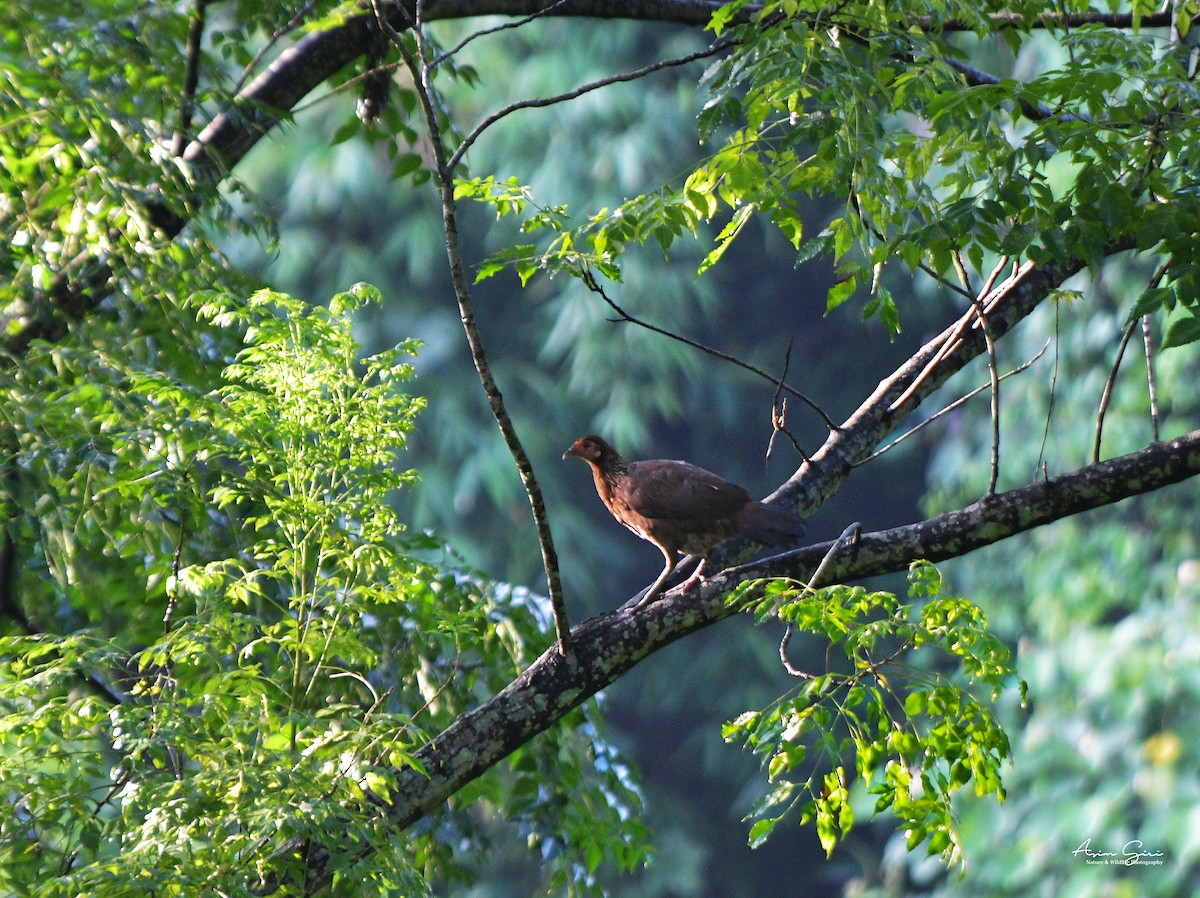 Red Junglefowl - ML593375711