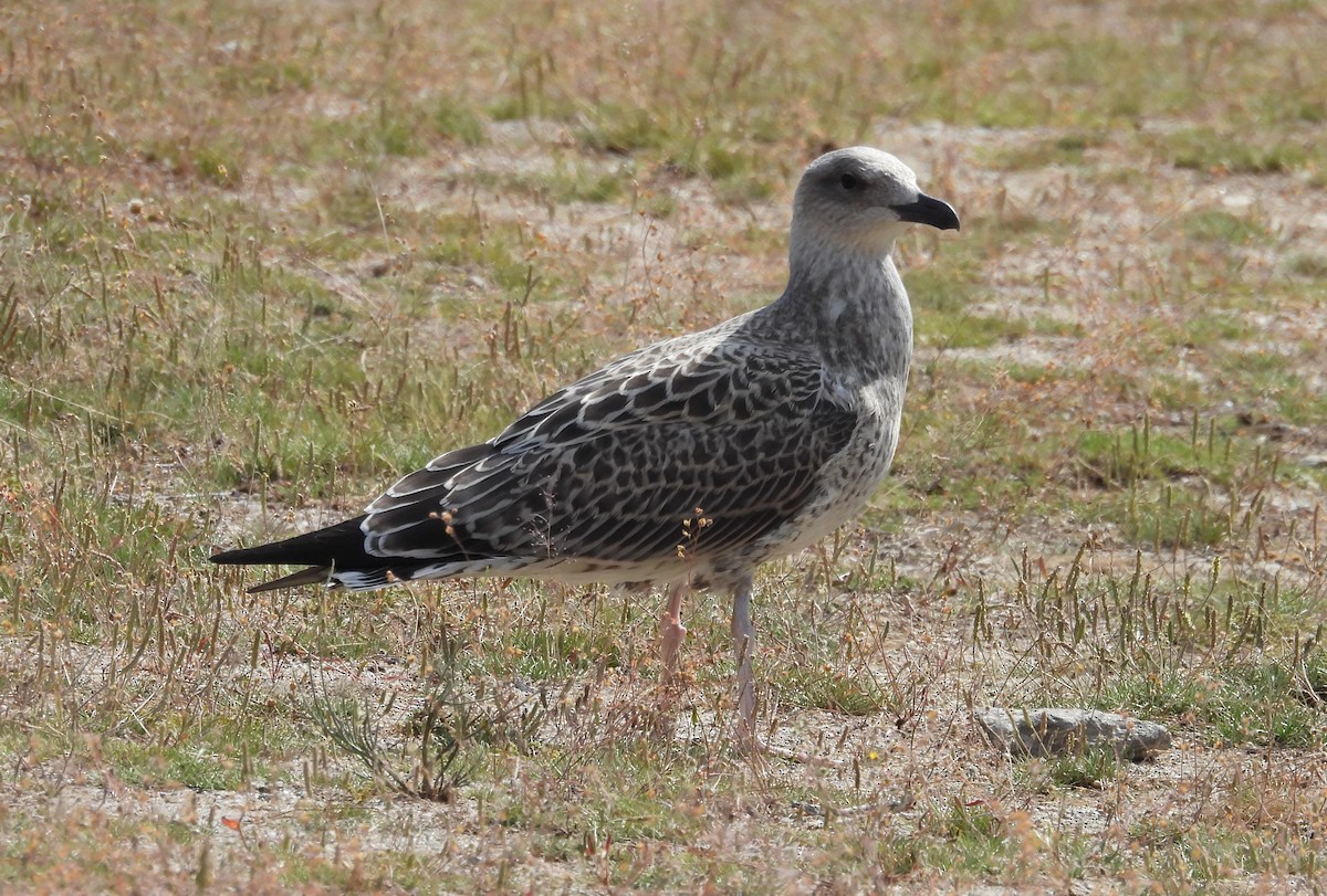 Gaviota Patiamarilla/Sombría - ML593377291