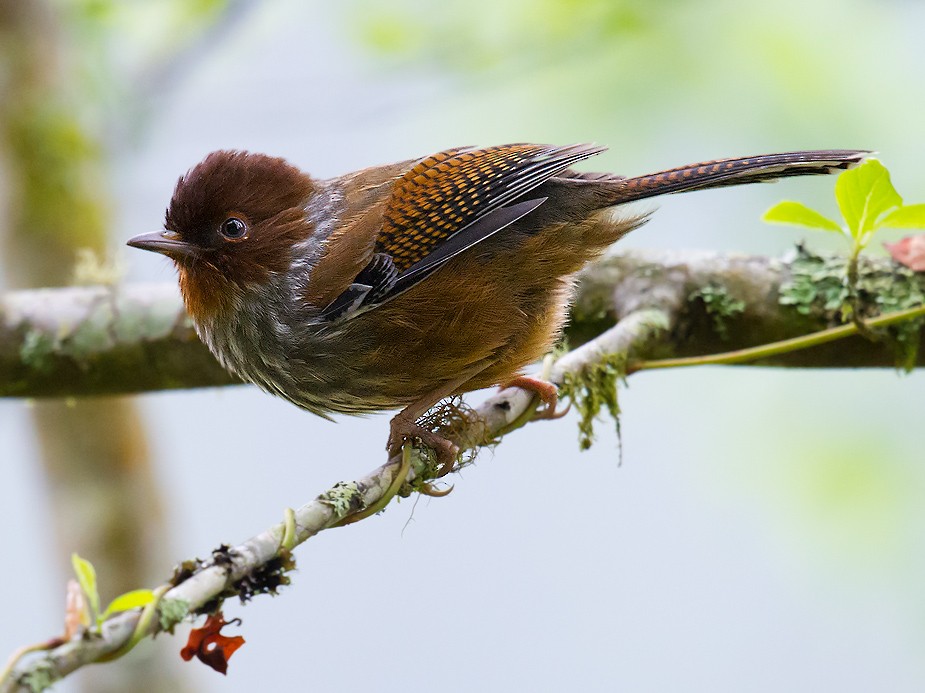 Taiwan Barwing - Craig Brelsford