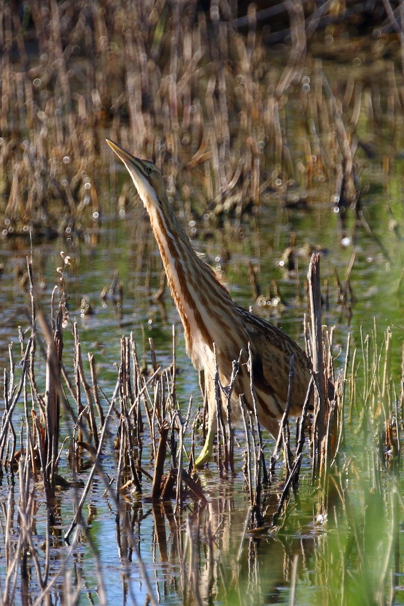 American Bittern - ML593378381