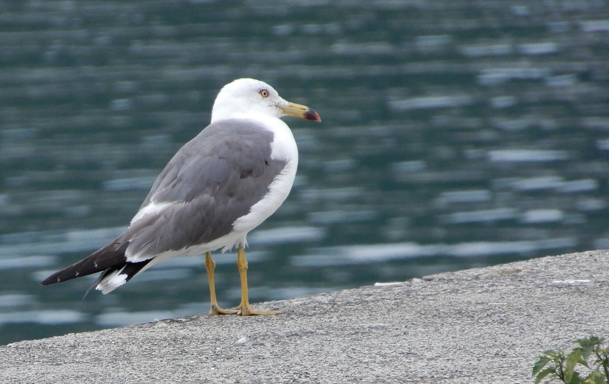 Black-tailed Gull - ML593378651