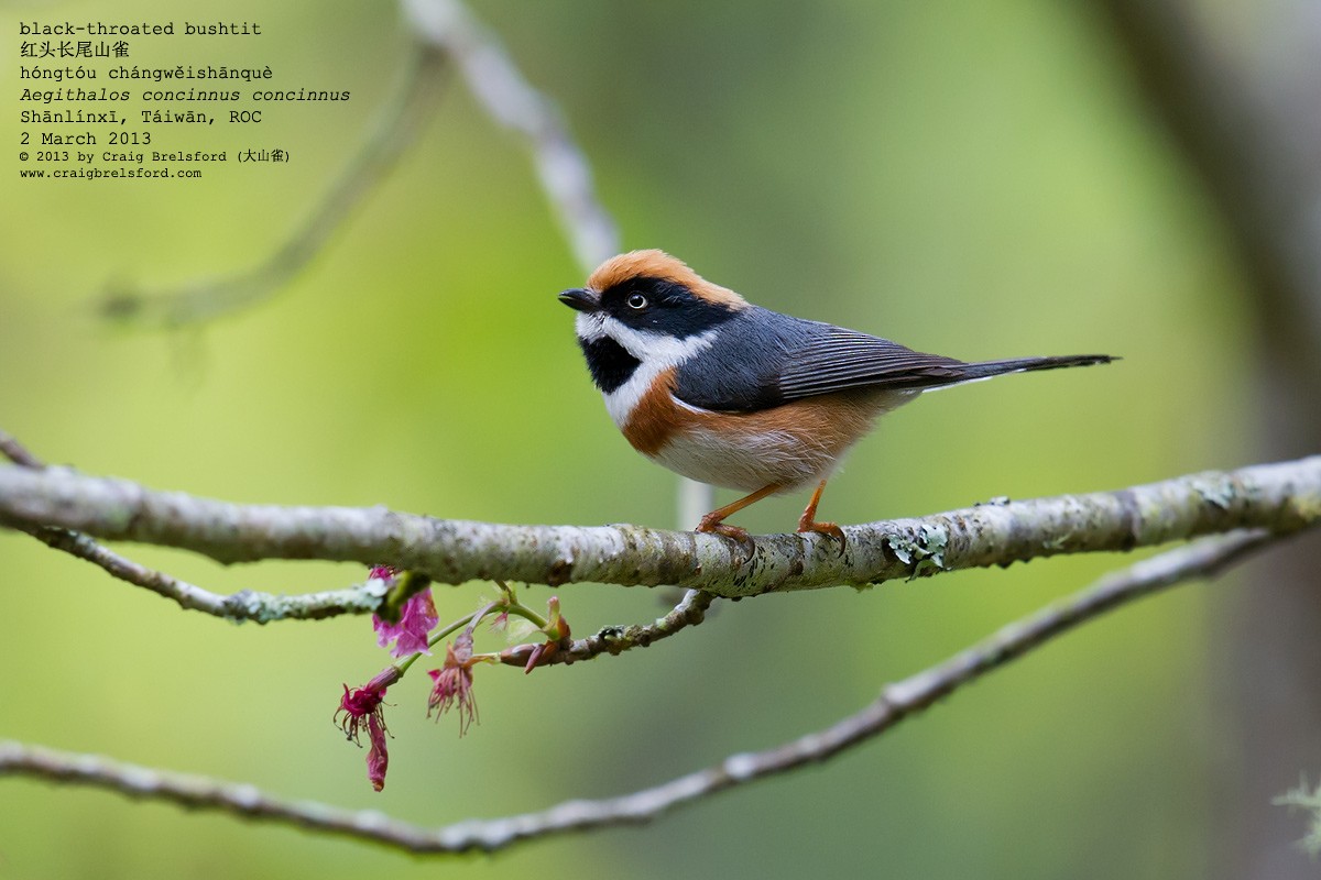 Black-throated Tit - Craig Brelsford