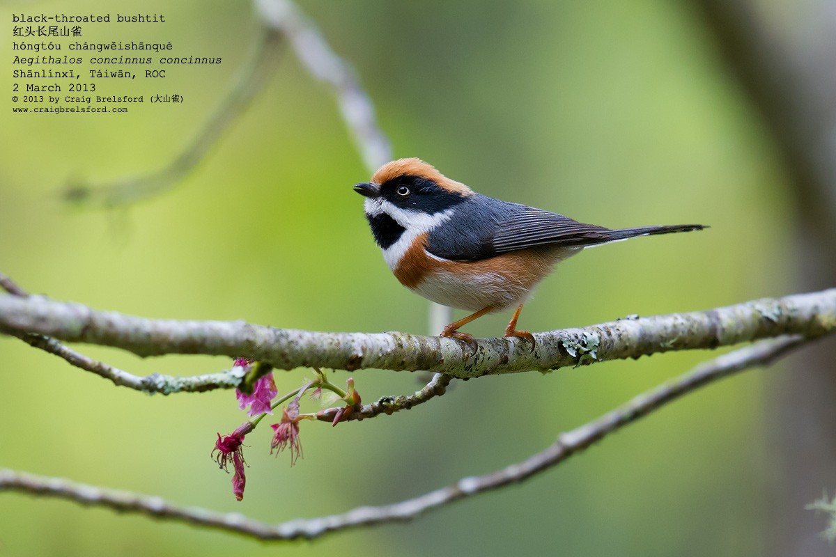 Black-throated Tit - ML59337871