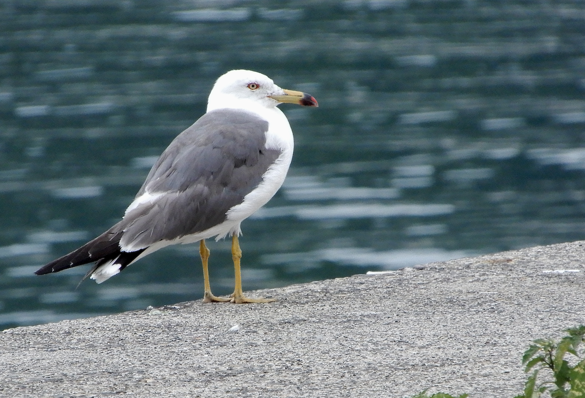 Black-tailed Gull - ML593378791