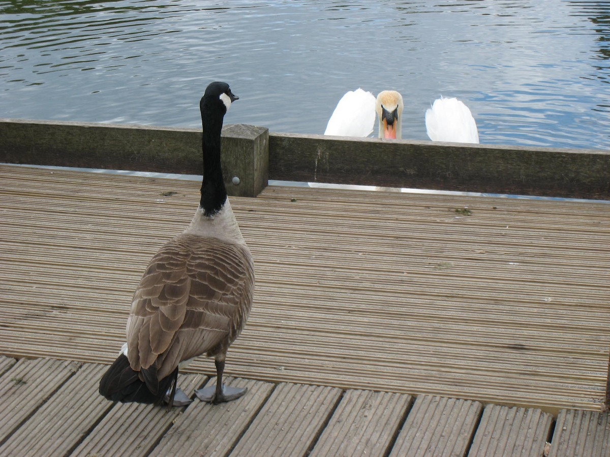 Mute Swan - ML59337891