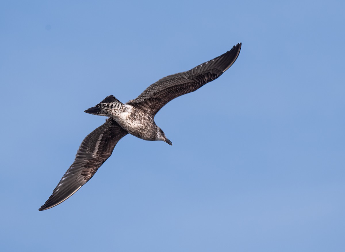 Kelp Gull - ML593379481