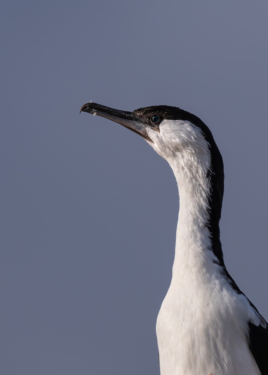 Black-faced Cormorant - Rob Shepherd