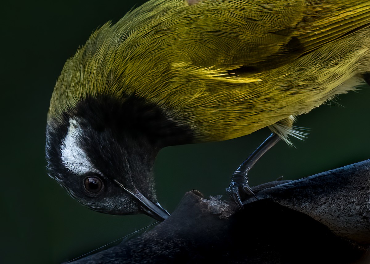 White-eared Honeyeater - ML593379691