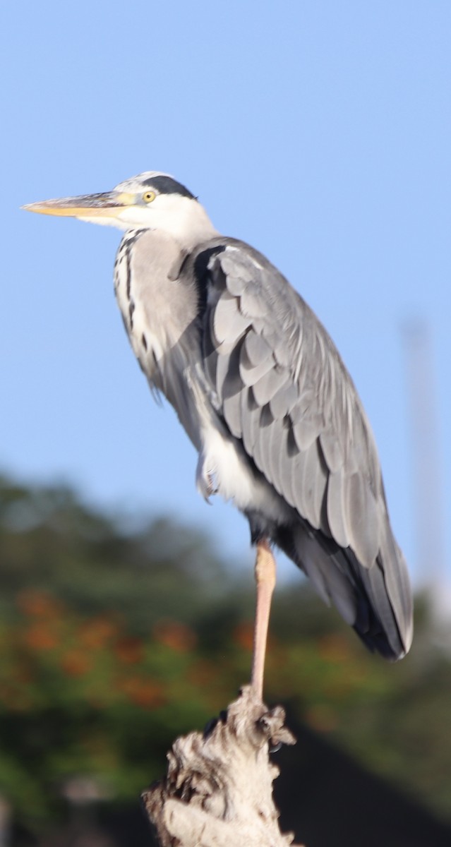 Gray Heron - ML593379741