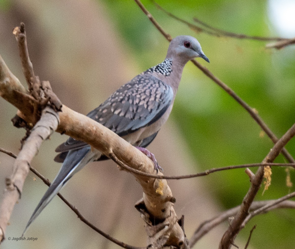 Spotted Dove - ML593379951