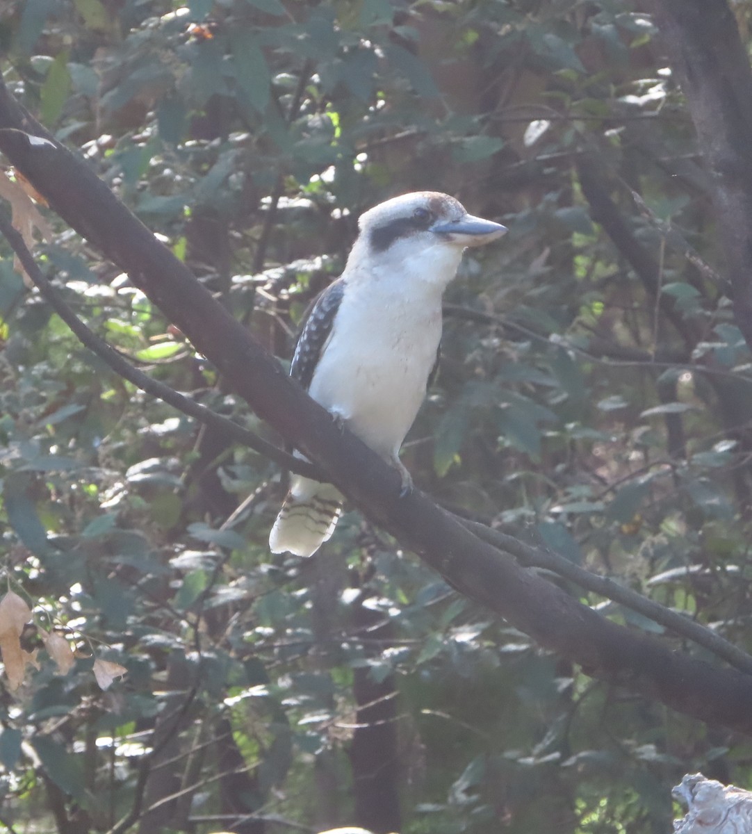 Laughing Kookaburra - ML593379991