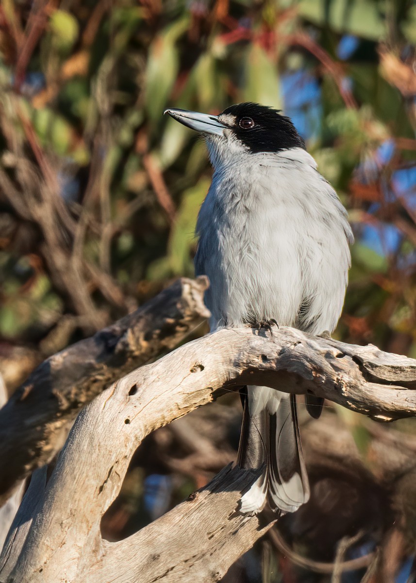 Gray Butcherbird - ML593380111