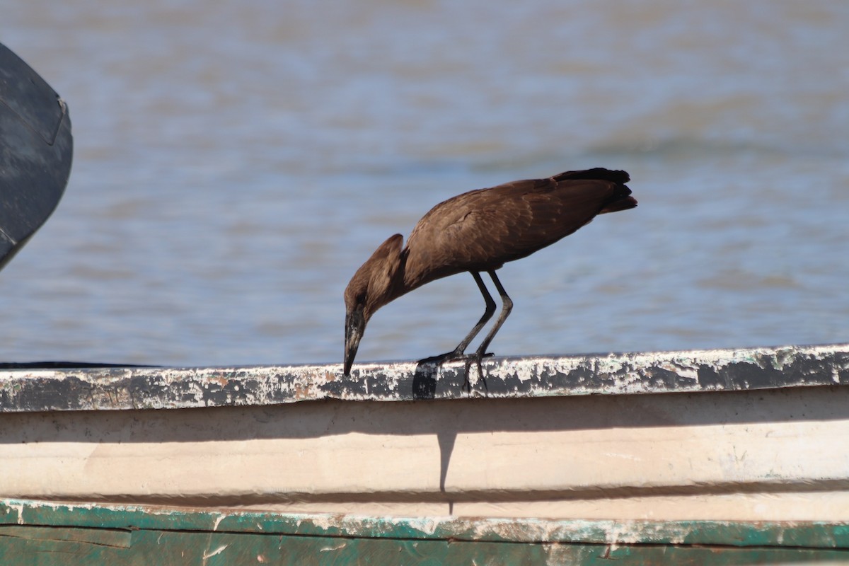 Hamerkop - ML593380151