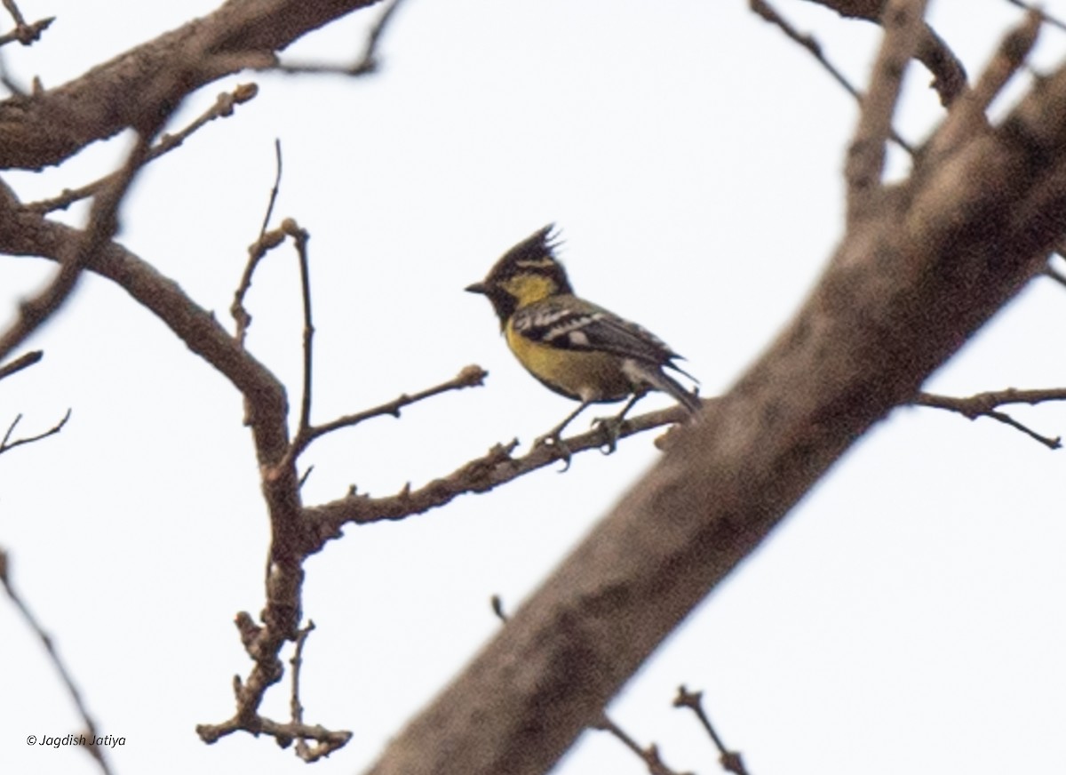 Indian Yellow Tit - ML593380161