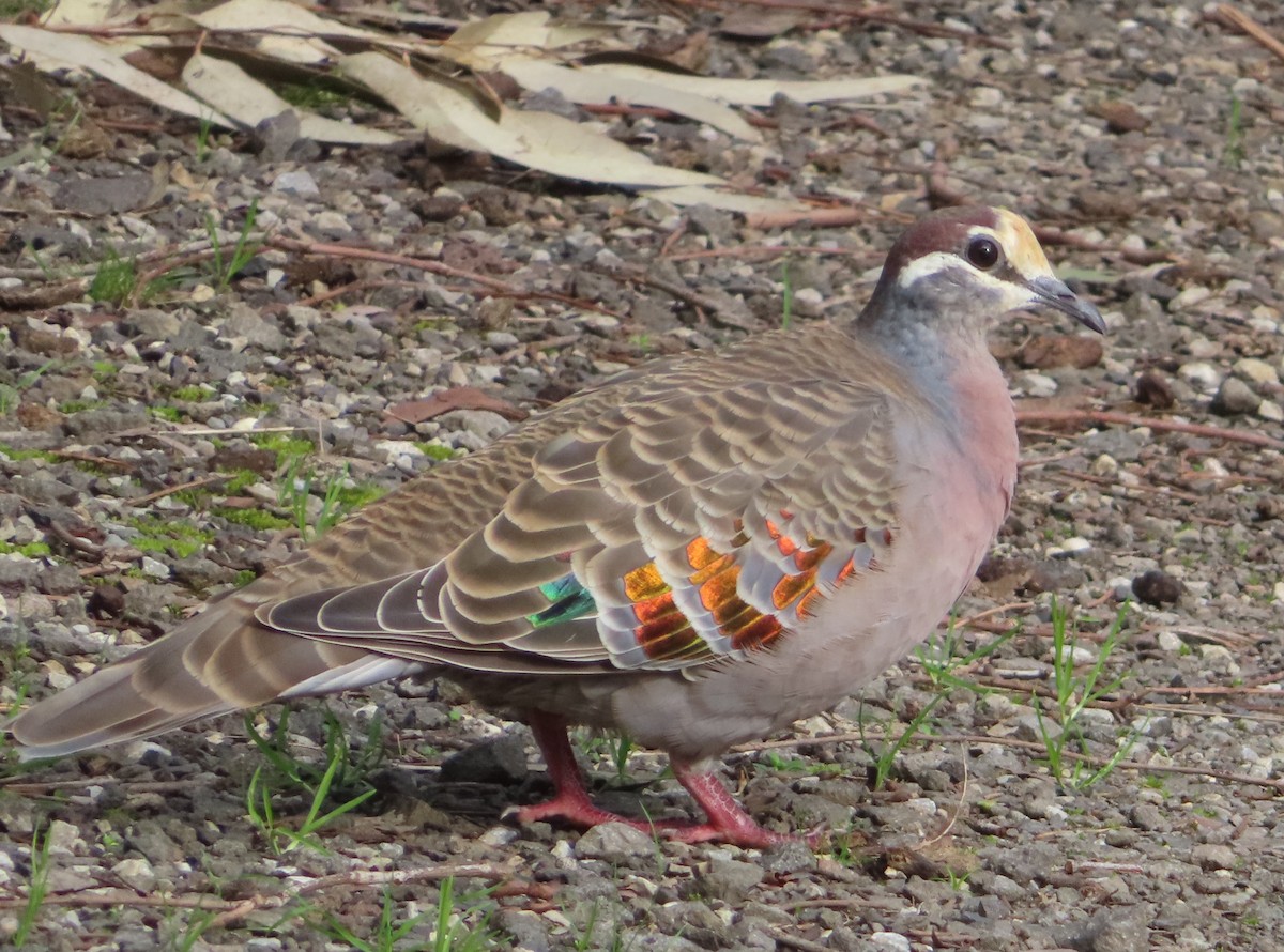 Common Bronzewing - ML593380311