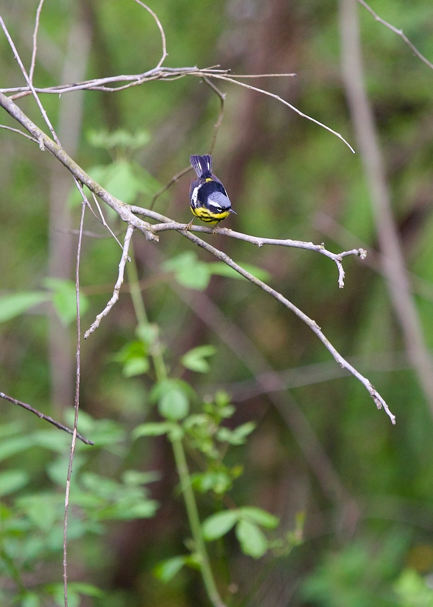 Magnolia Warbler - ML593380431